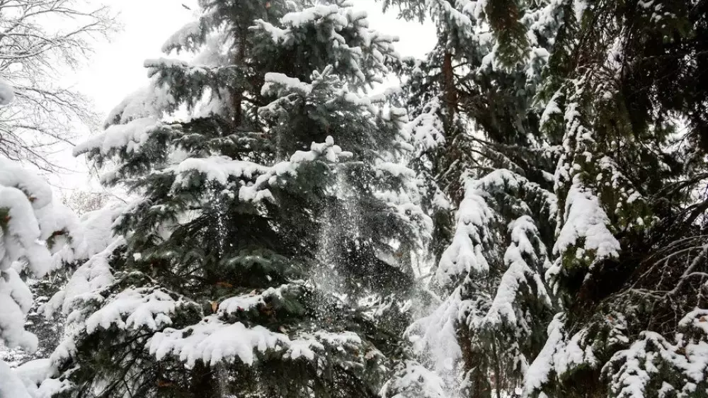 Снова морозы на севере, осадки - на юге: погода в Казахстане 21 января