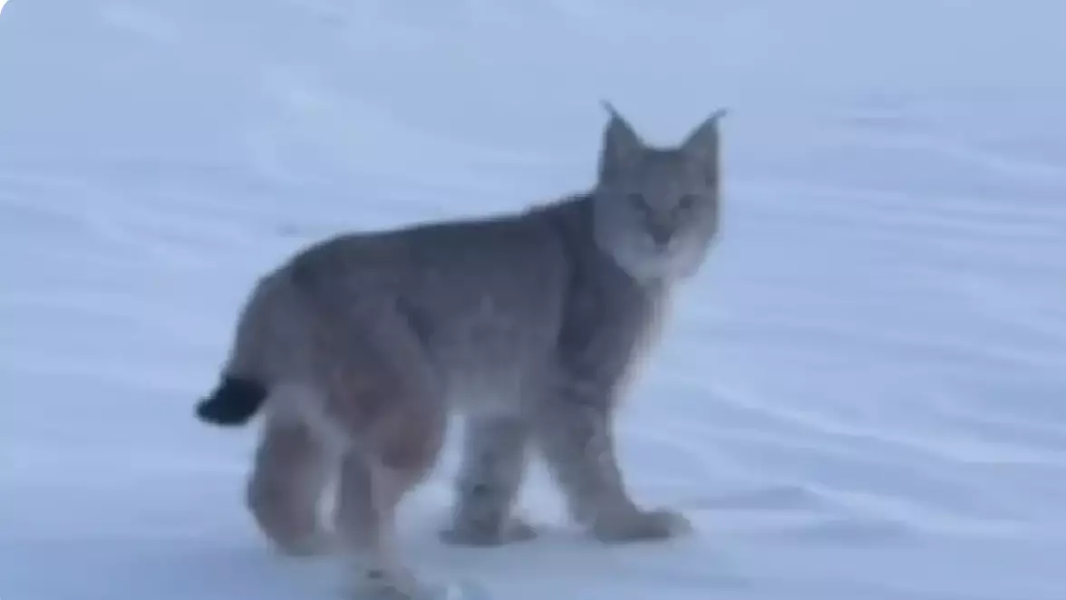 "Семей орманы" резерватының қызметкерлері сирек кездесетін сілеусінді видеоға түсірді