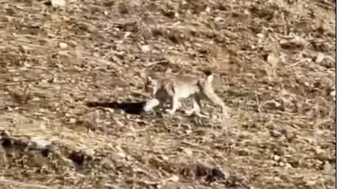 Көлсайда сирек кездесетін жануар видеоға түсіп қалды