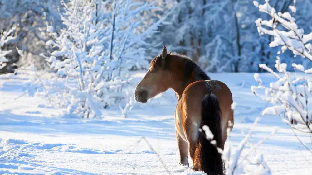 Қазақстанда -35 градусқа дейін аяз болады