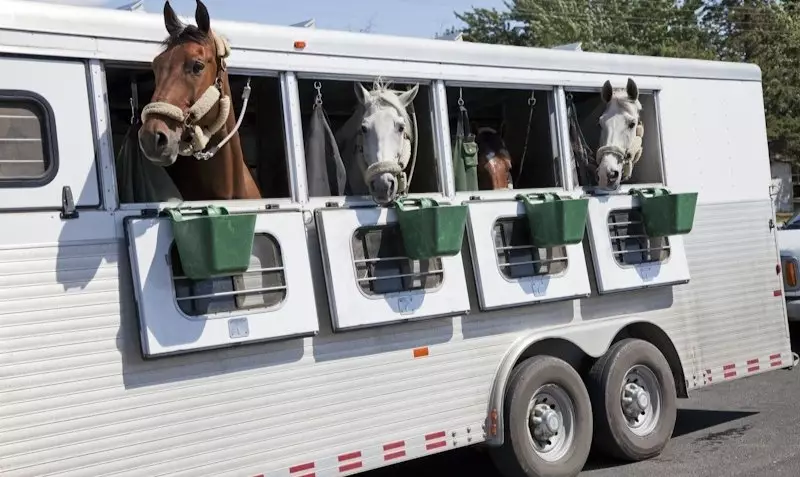 Россия запретила вывоз лошадей из Башкортостана в Казахстан