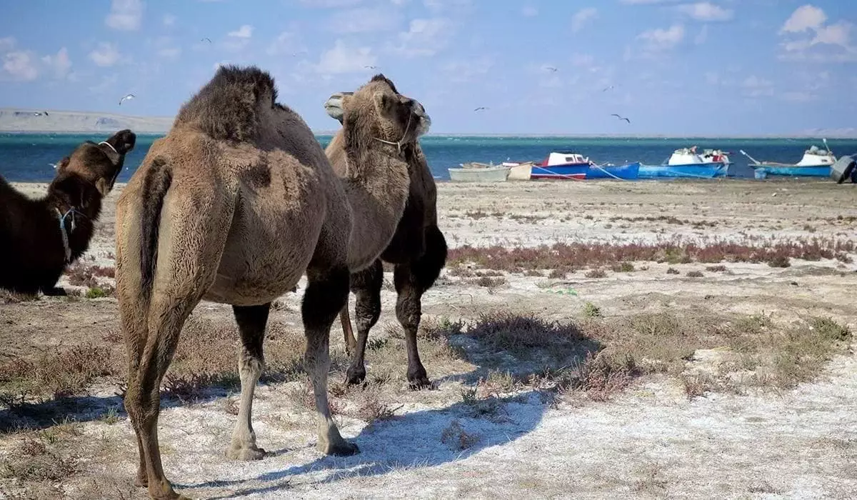 Объем воды в Северном Арале планируют увеличить до 34 кубокилометров