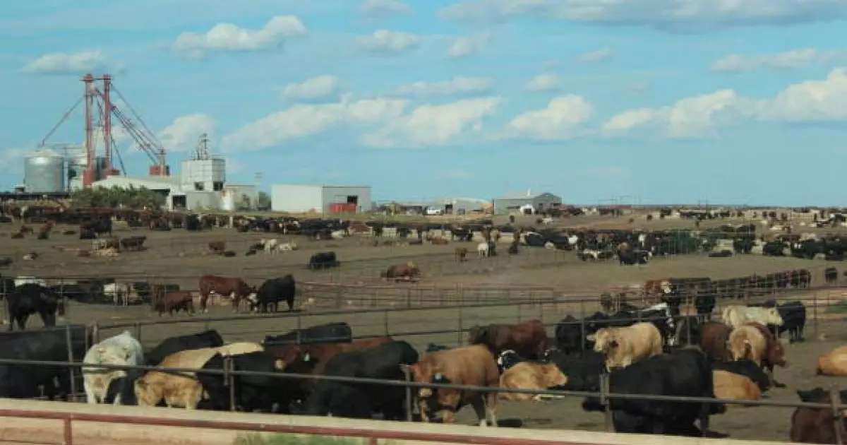  Биыл шалғай жайылымдарда мал өсіретін 200 шаруашылық құрылады 