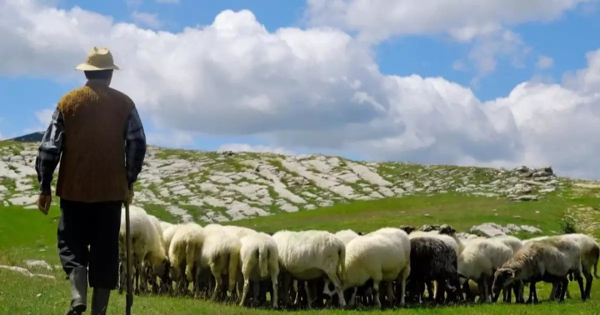  Шопандардың балаларын әскерге шақыртуды кейінгі қалдыру ұсынысы жасалды 