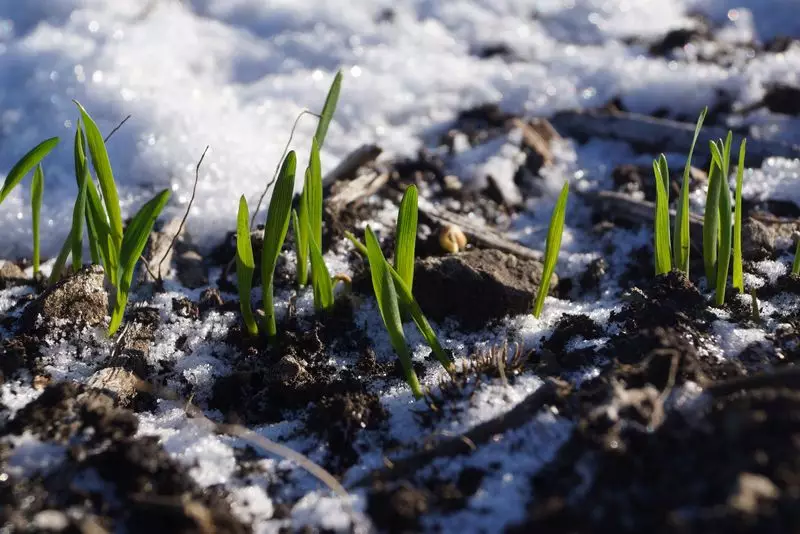 В Казахстане ожидают слабый урожай из-за недостаточного снежного покрова.