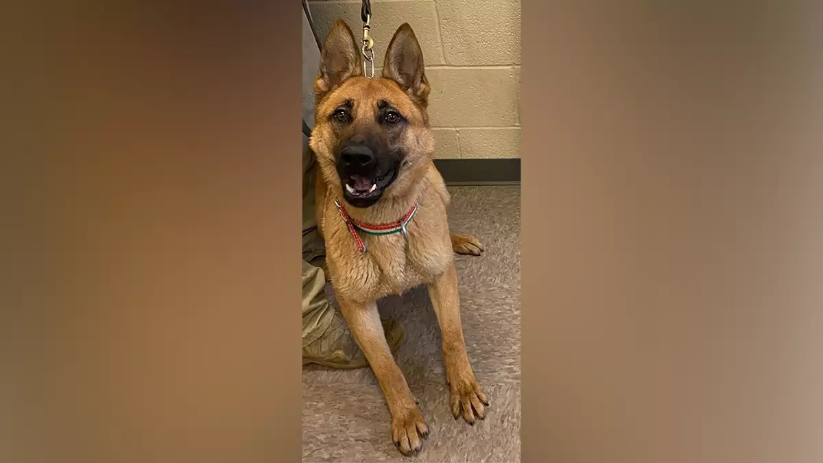 Федеральные чиновники заявляют, что активисты, выступающие против ICE, «охотятся на собак» после инцидента в питомнике Миннеаполиса.