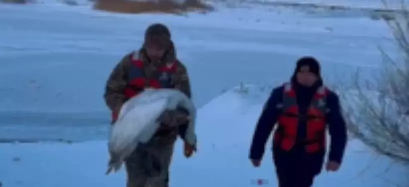 Кадрами спасения белого лебедя на озере Алаколь поделилось МЧС