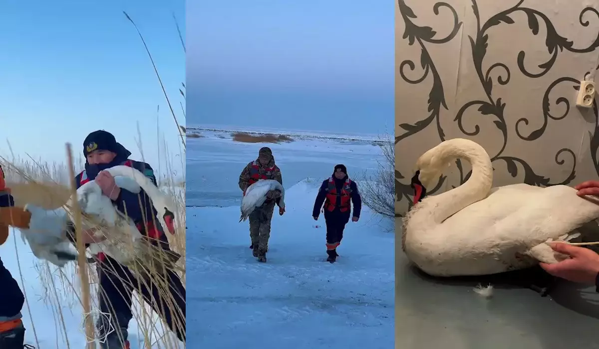 Раненого лебедя спасли на озере Алаколь сотрудники МЧС (ВИДЕО)