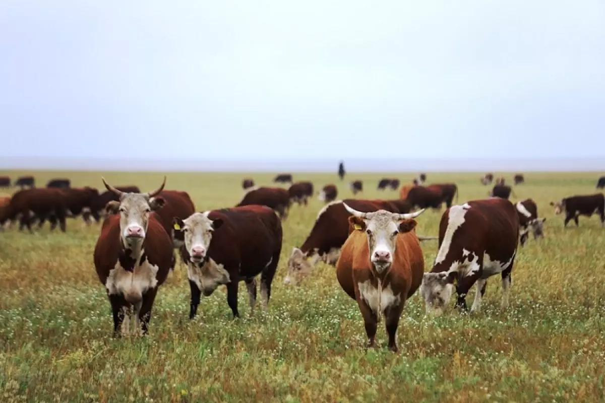 Шопандарға 55 жастан төлем, мал басы 12 миллионға жетеді: Үкімет мал шаруашылығын түбегейлі жаңғыртпақ