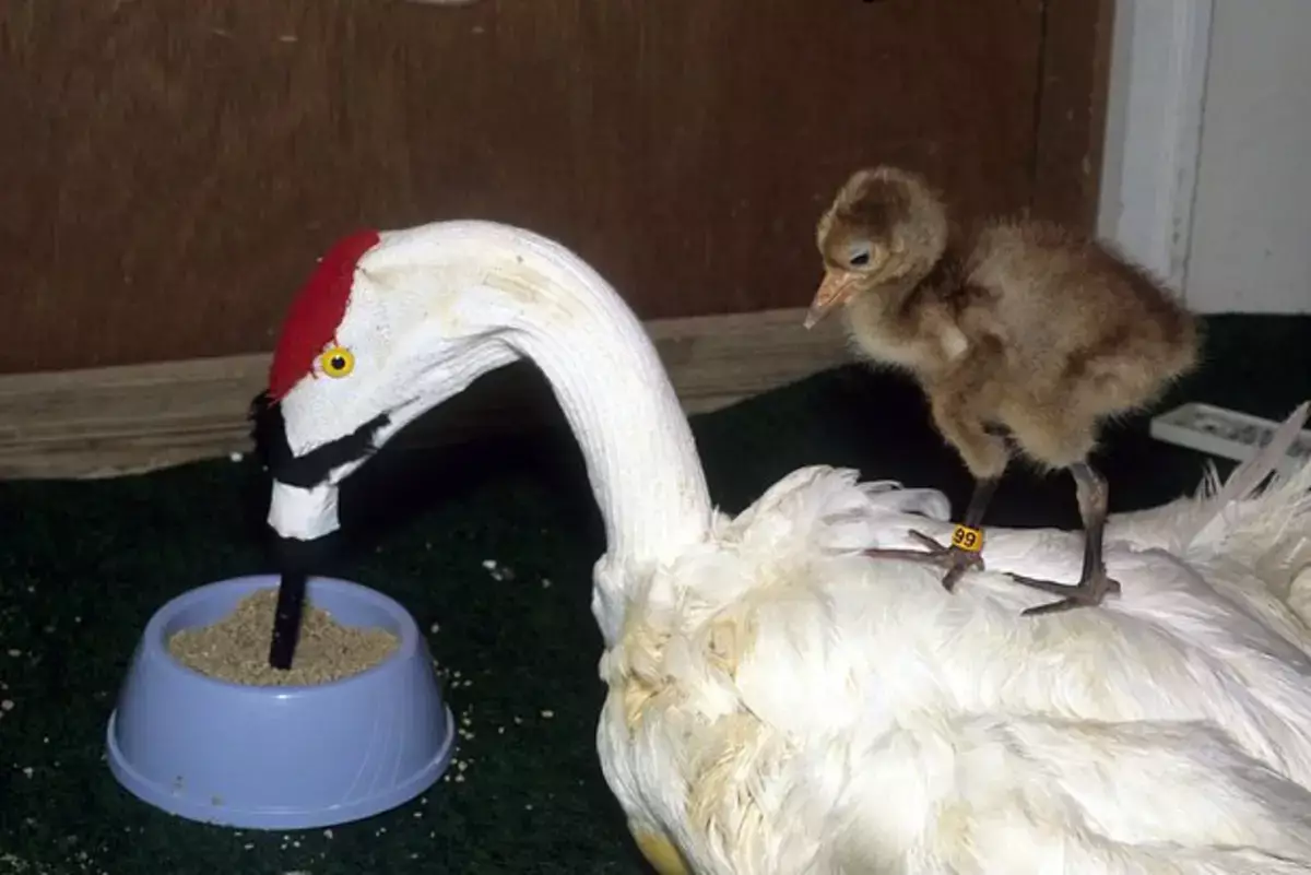 Женщина 40 лет носила костюм журавля, чтобы научить птенцов летать - новости на Lada.kz 22.01.2026