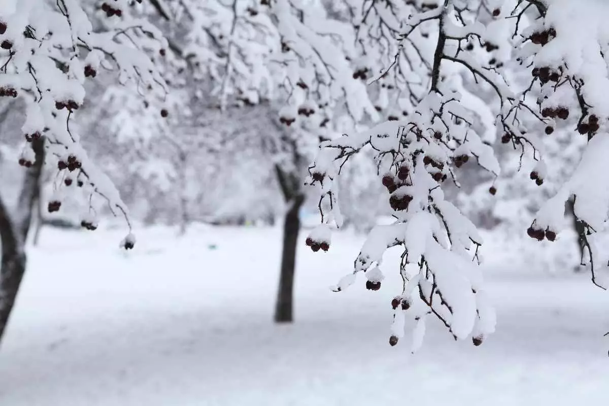 Снег и сильный ветер ожидаются в Шымкенте
