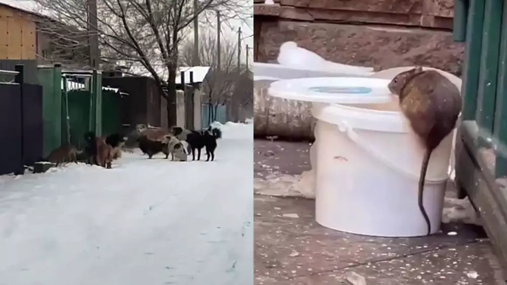 Стаи собак и крысы у кафе: Талдыкорган столкнулся с двойной проблемой