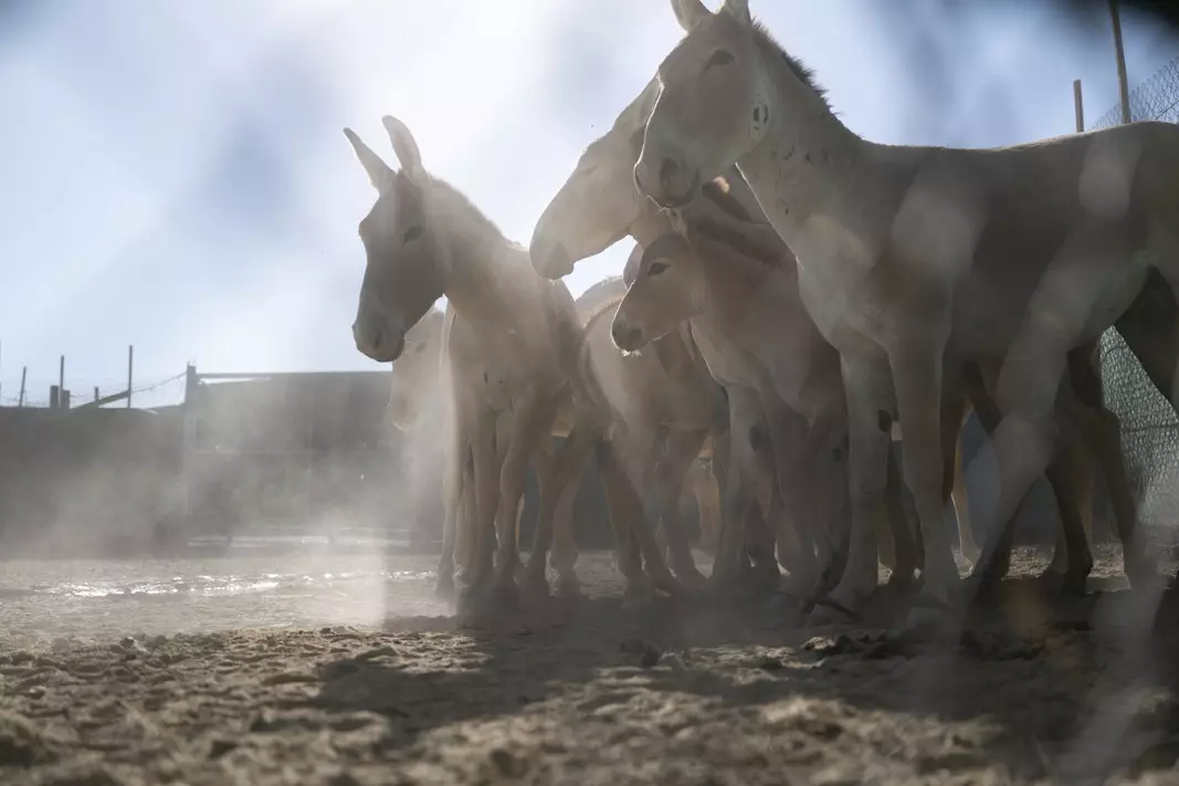 Тиргартен поддержал переселение куланов в Казахстан для защиты среды их обитания.