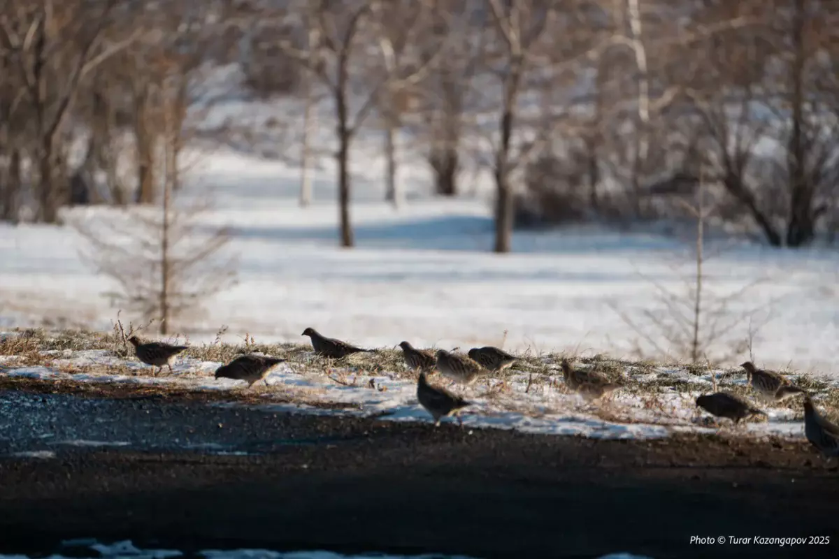 Прогноз погоды в Казахстане на 23 января