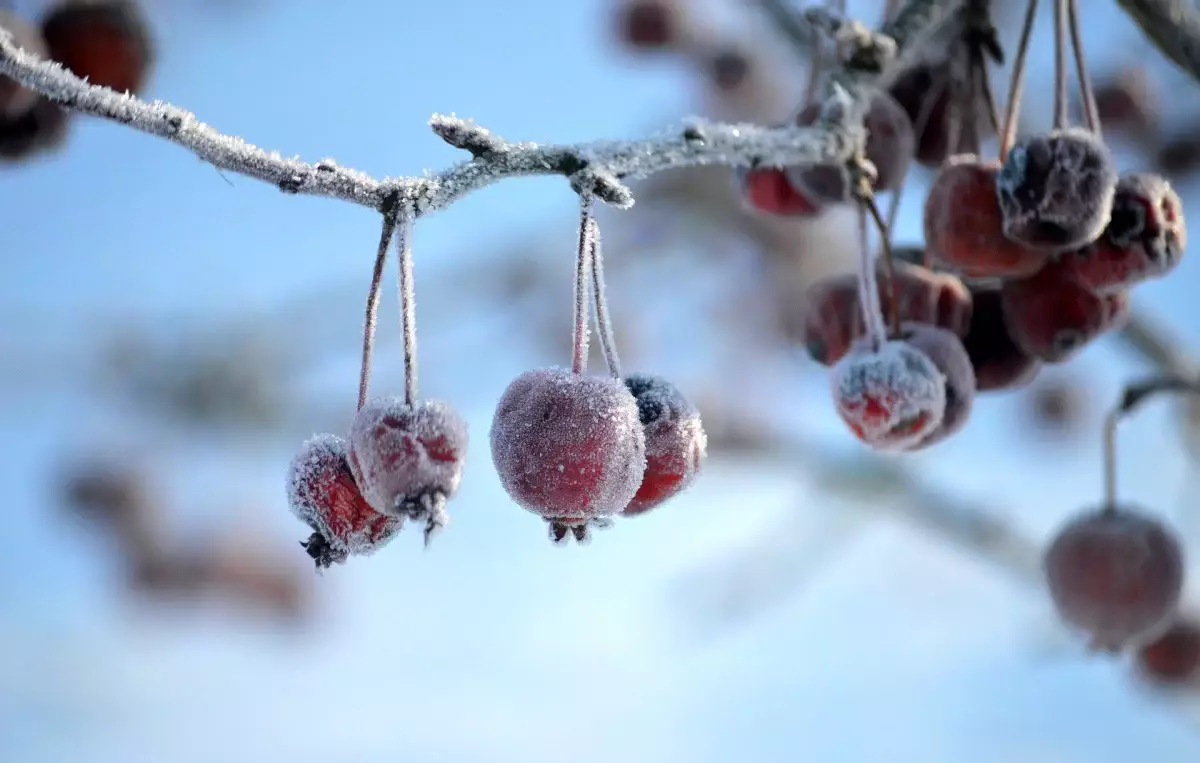 Где в Казахстане ударят самые сильные морозы 23 января
