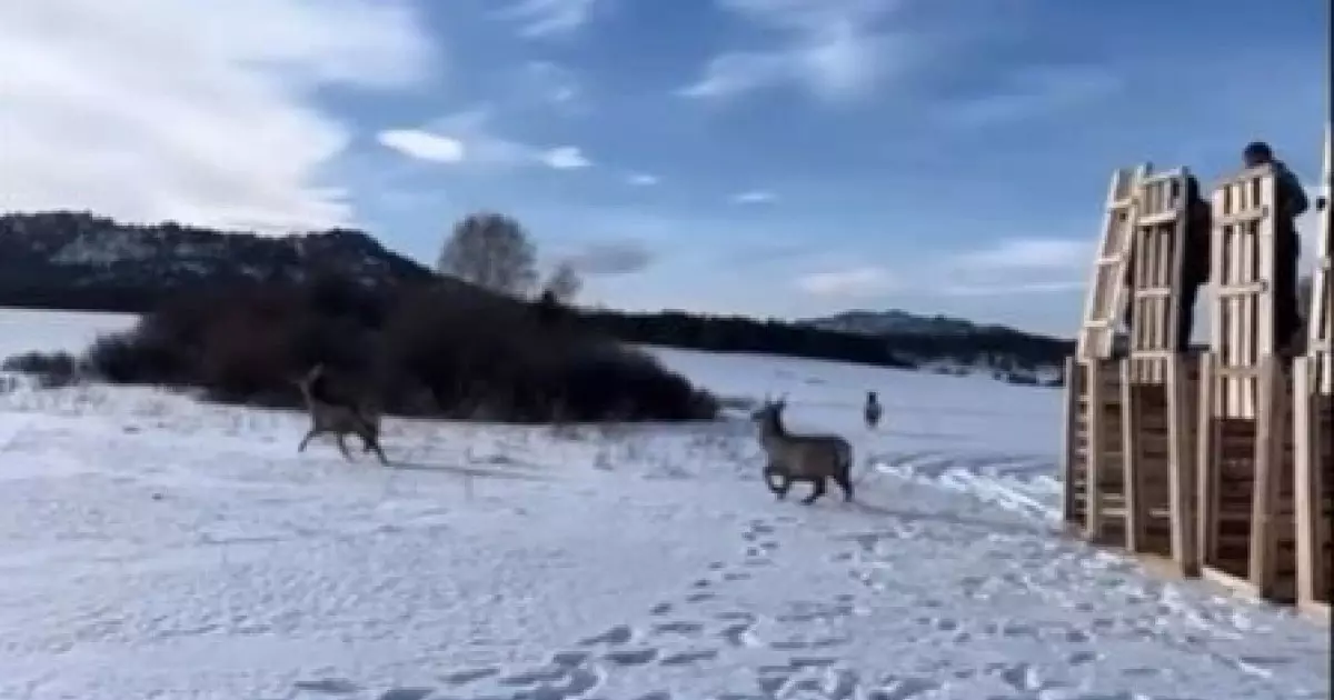  Қарқаралыда маралдар жабайы табиғатқа жіберілді 