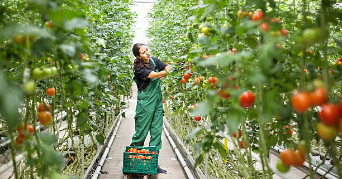  Шымкентте 69 млрд теңгеге жылыжай кешені салынады 