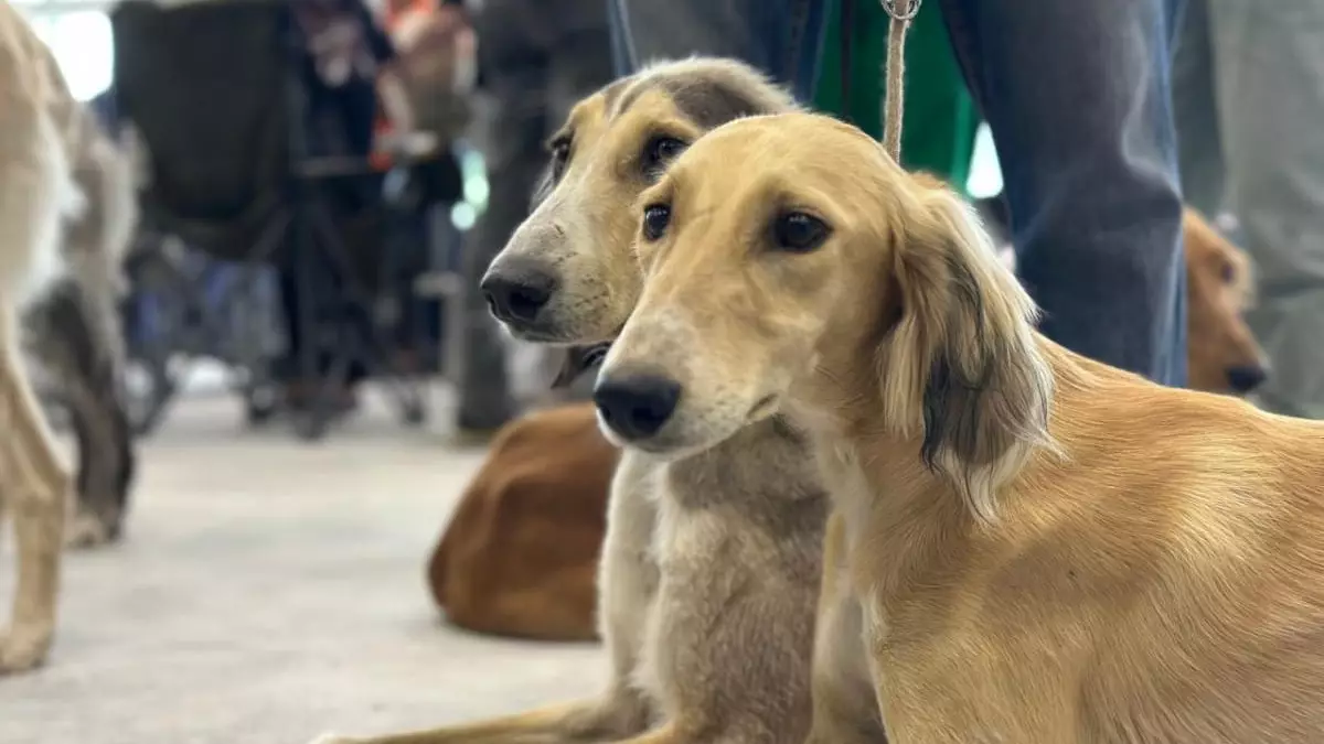 Елімізде таза қанды тазылар азайып барады