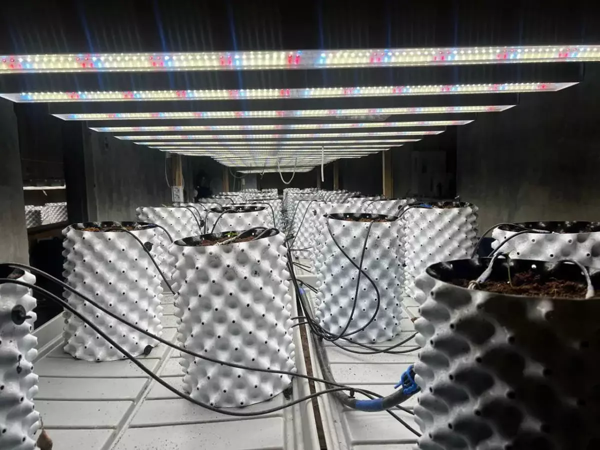 Выращивали коноплю: полиция накрыла фитолабораторию с дорогим оборудованием