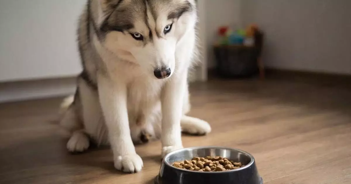  ҰҚК иттердің тамағына 3 млрд теңге бөлген 