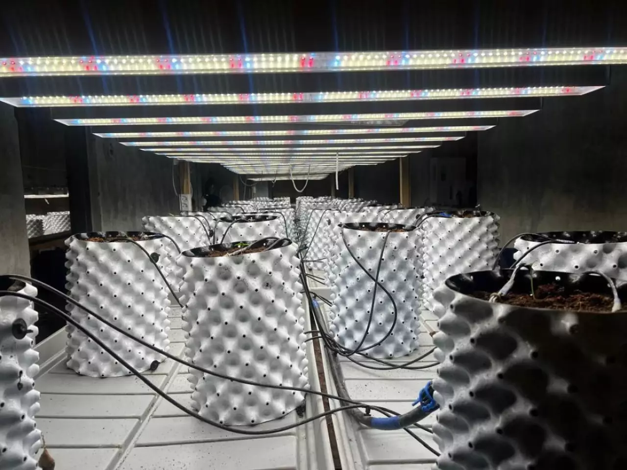 Фитолабораторию ликвидировали в Акмолинской области