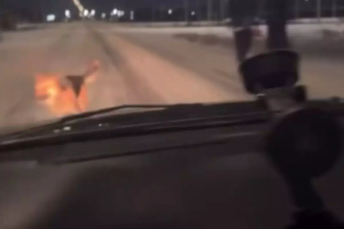 Сбил собаку и смеялся: водителя из Атырау наказали не за жестокость, а за телефон