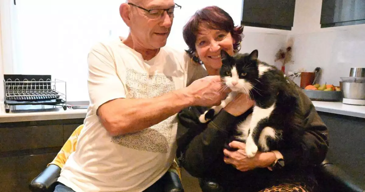  Испанияда жоғалып кеткен мысық Франциядағы үйіне өз бетімен оралған 