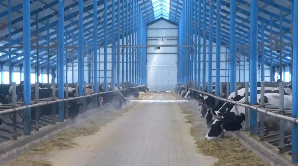 "Подснежники" в школах и хороводы из "бурёнок": что удалось выявить в результате проверок Минфина