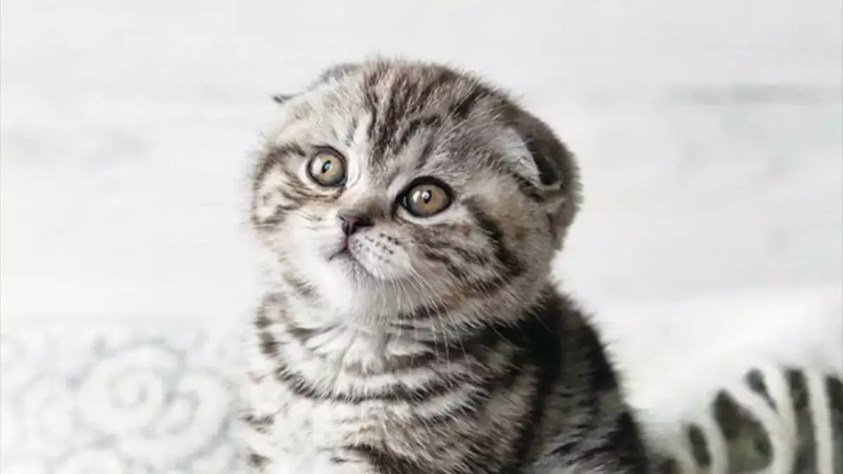 В Нидерландах запретили разведение шотландских вислоухих и сфинксов - новости на Lada.kz 23.01.2026