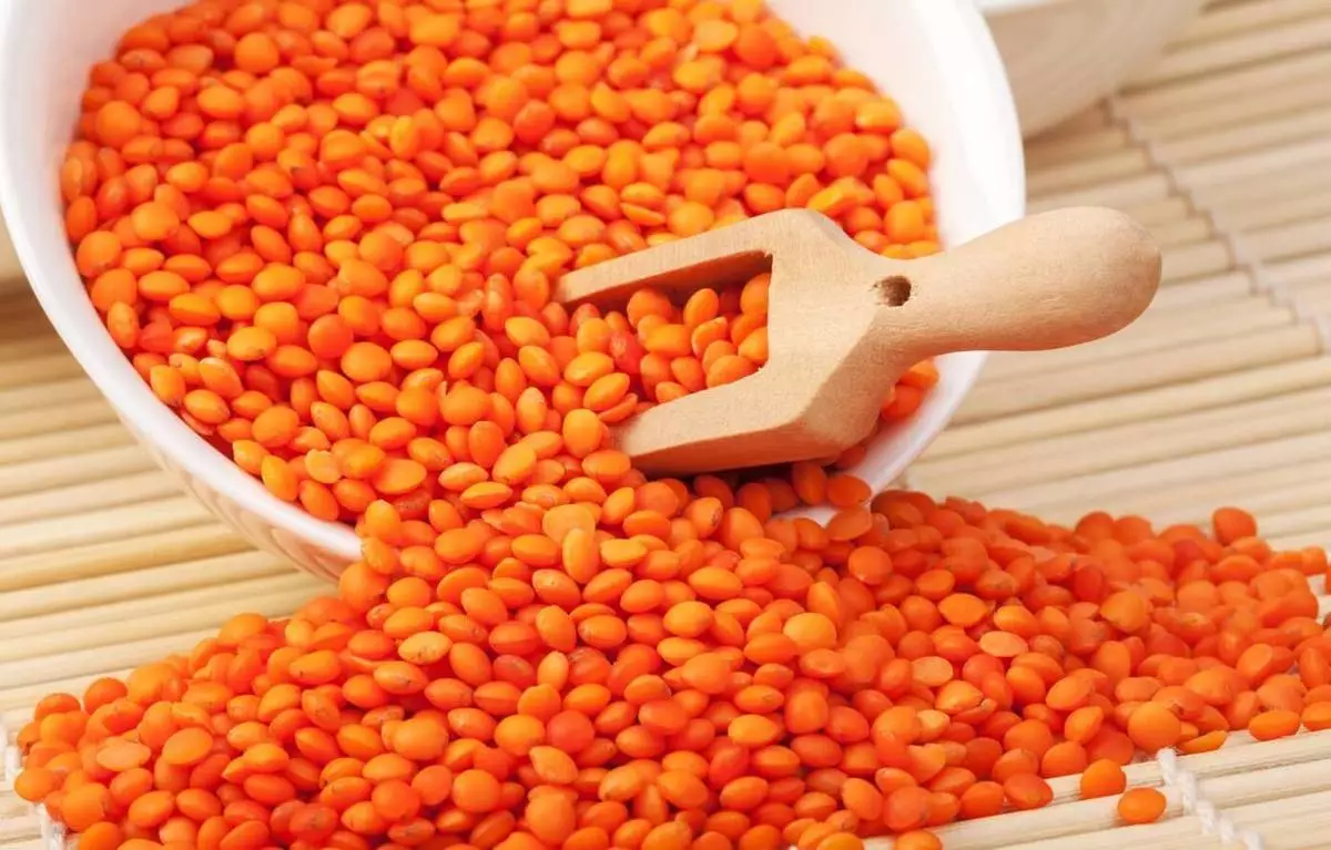 На севере Казахстана планируют создать чечевичный пояс.