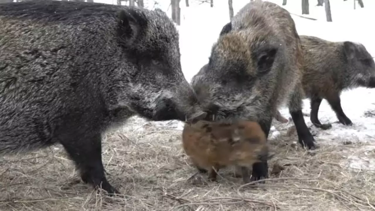 Диких животных подкармливают в ЗКО