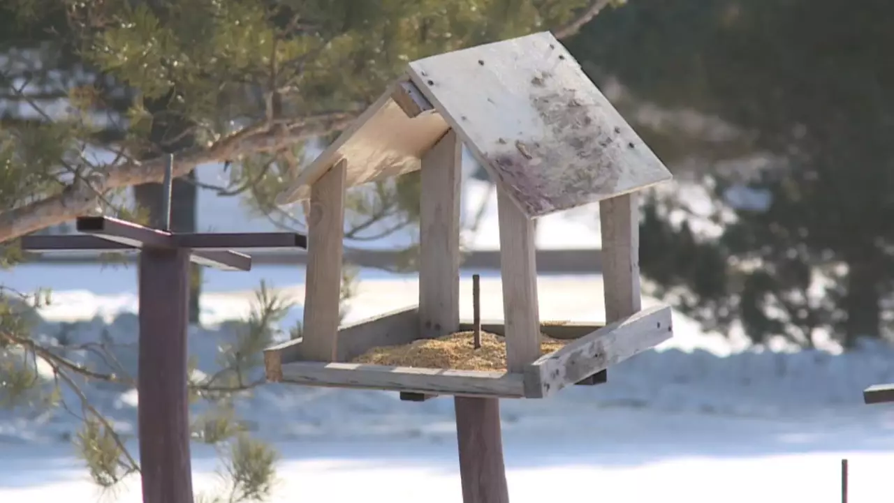 Аң-құсқа да қамқорлық қажет