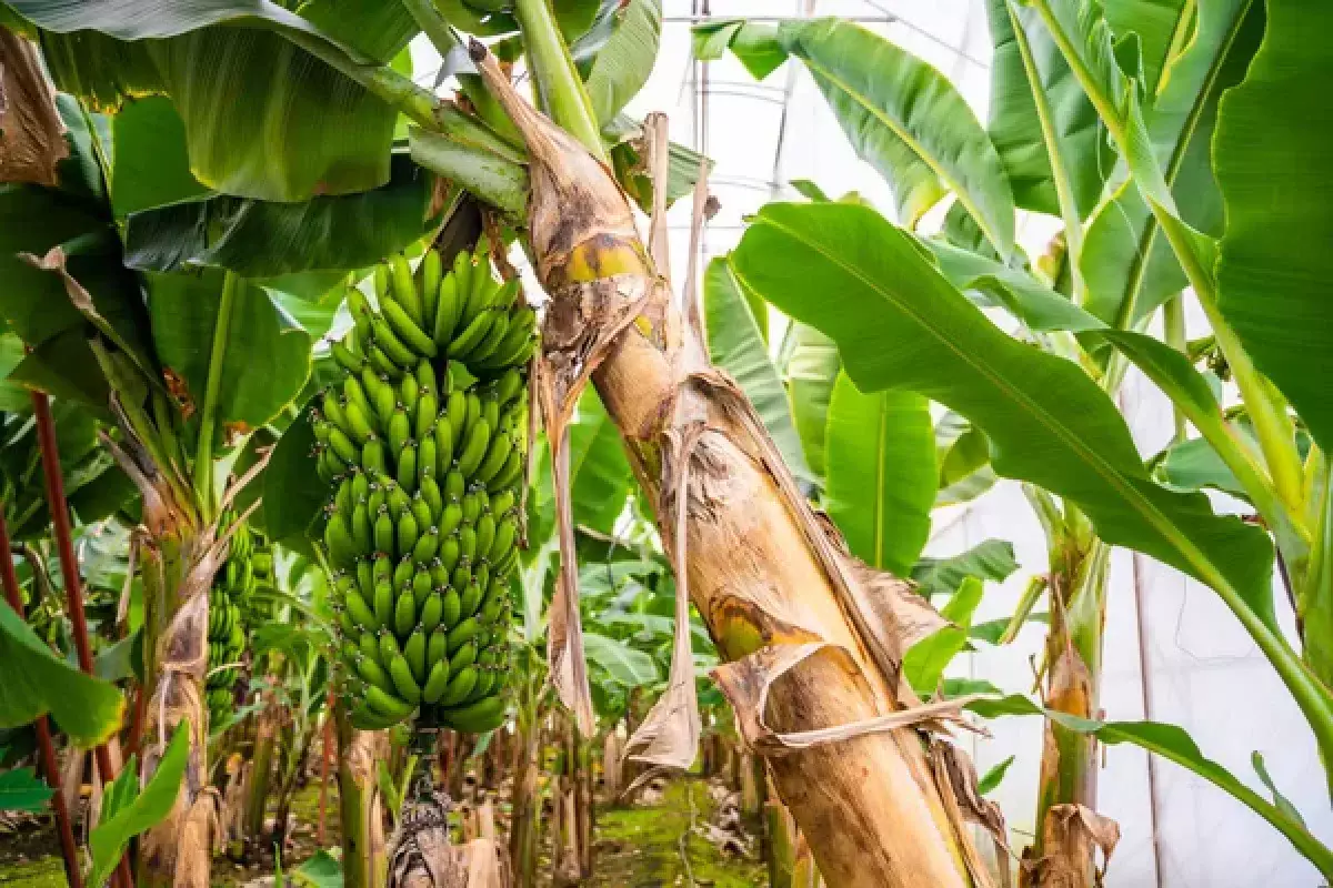 В Сарыагаше начали выращивать знаменитые бананы «Кавендиш»