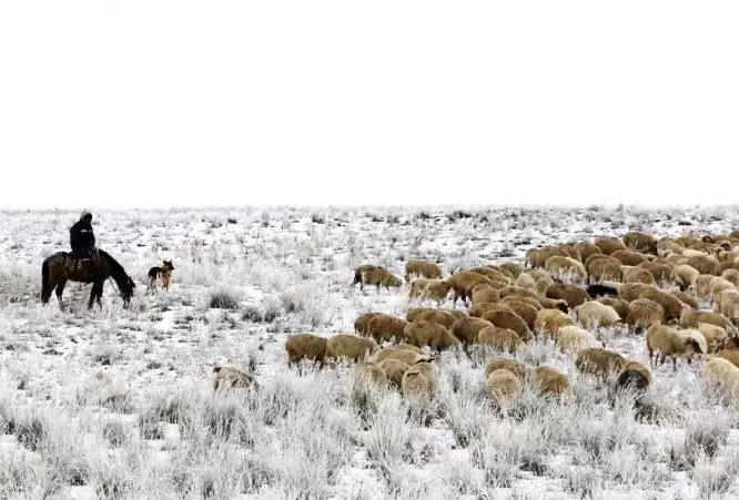 Управлению пастбищными угодьями в регионах Казахстана недостает порядка.