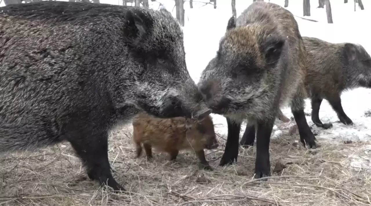 БҚО-да жабайы жануарларға жем-шөп шашылды