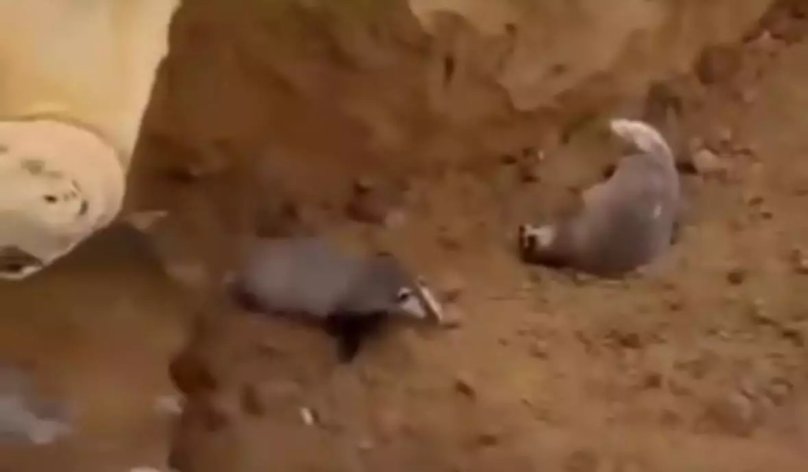 По факту жестокого обращения с барсуками возбуждено уголовное дело в Акмолинской области