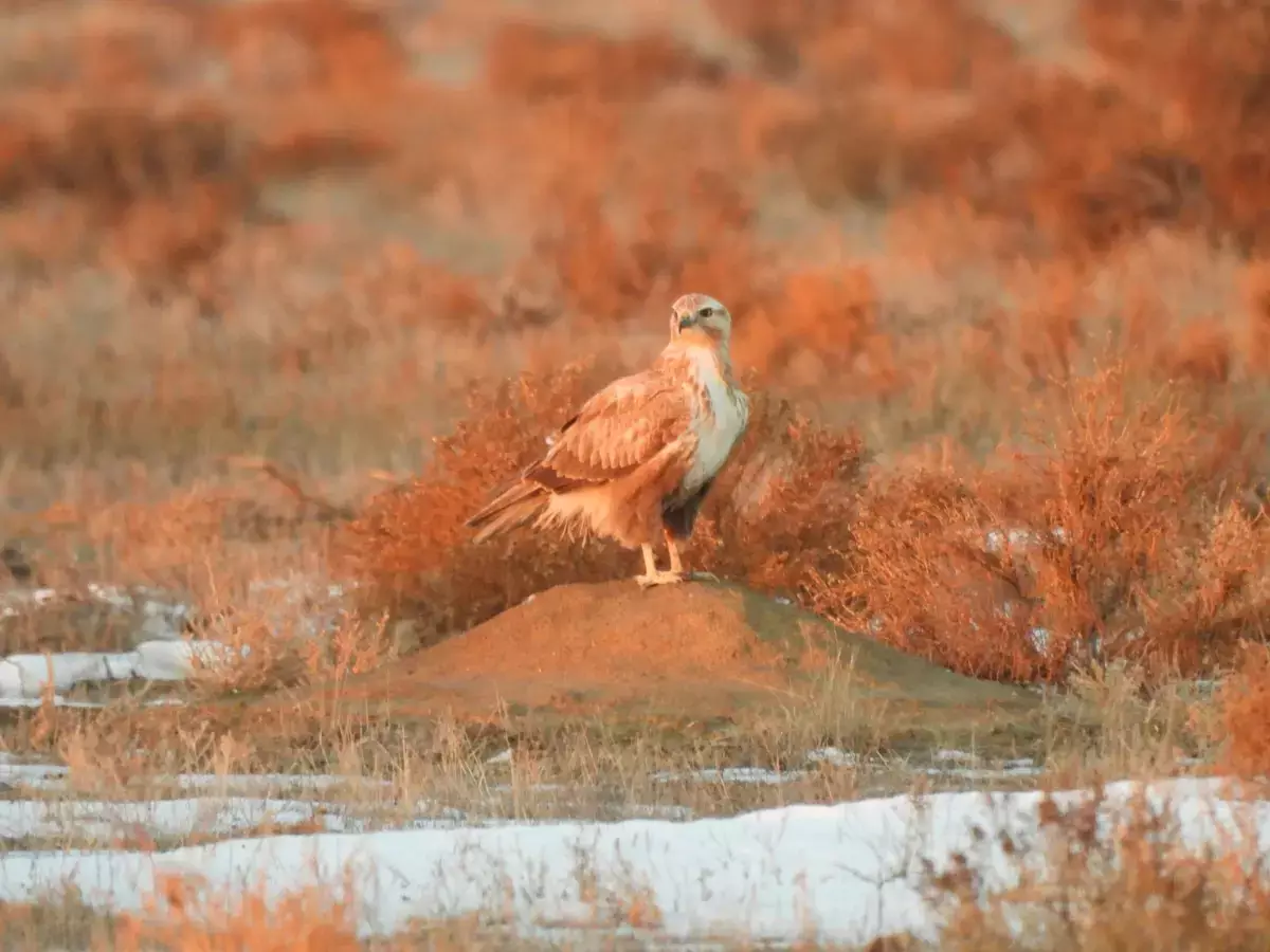 Как кипит жизнь степи в Мангистау зимой (видео) - новости на Lada.kz 24.01.2026