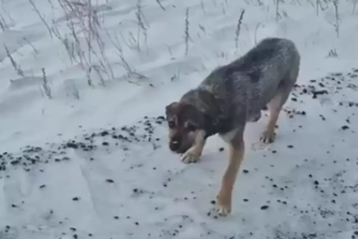 Костанаец подобрал собаку в мороз на трассе и изменил ее судьбу (ВИДЕО)