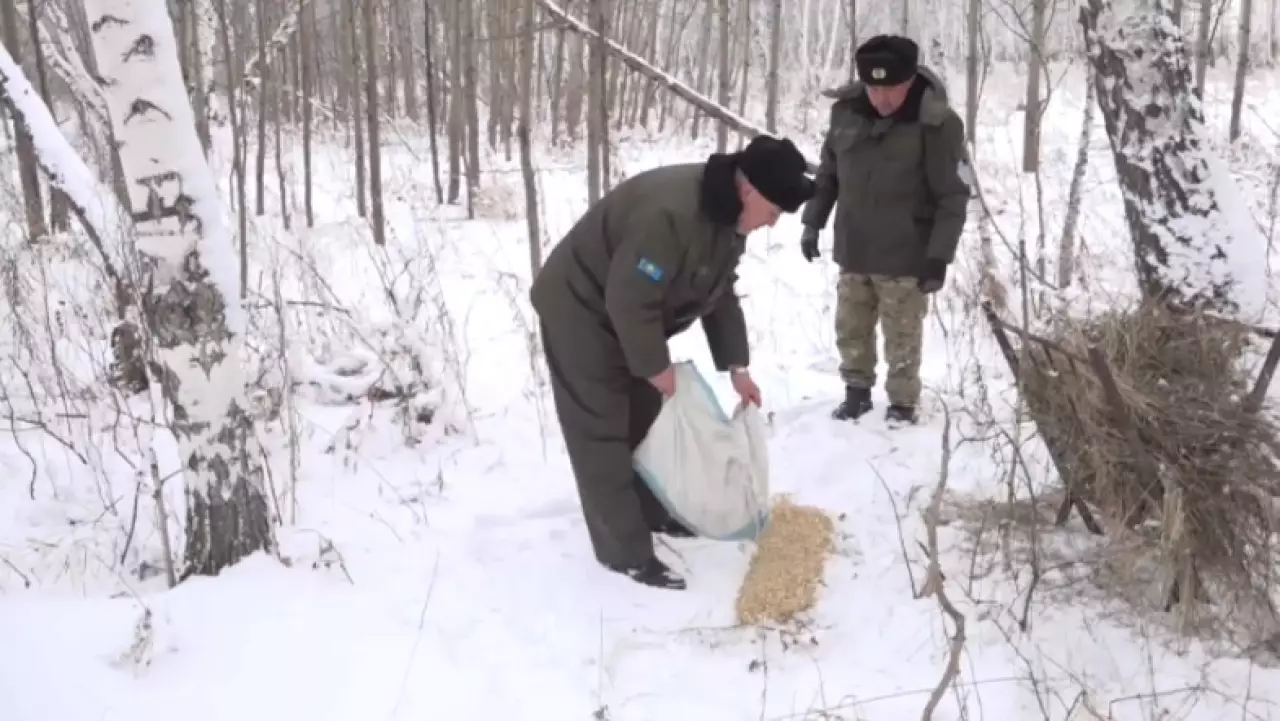 Диких животных и птиц подкармливают в Карагандинской области