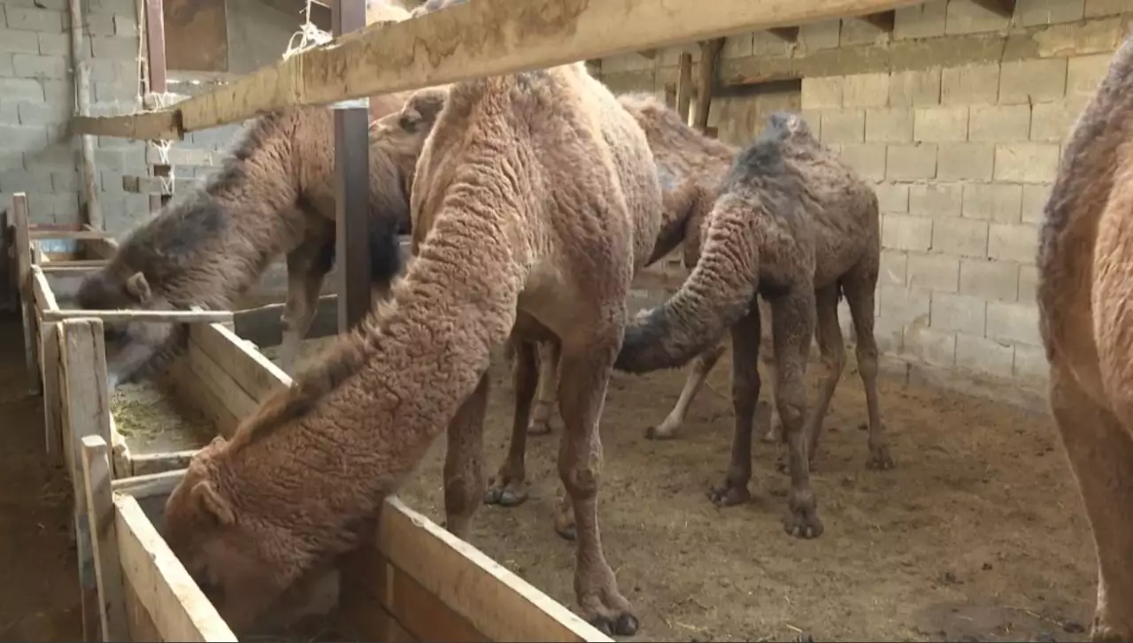Алматы облысының тұрғыны шұбаттан балмұздақ өндіре бастады