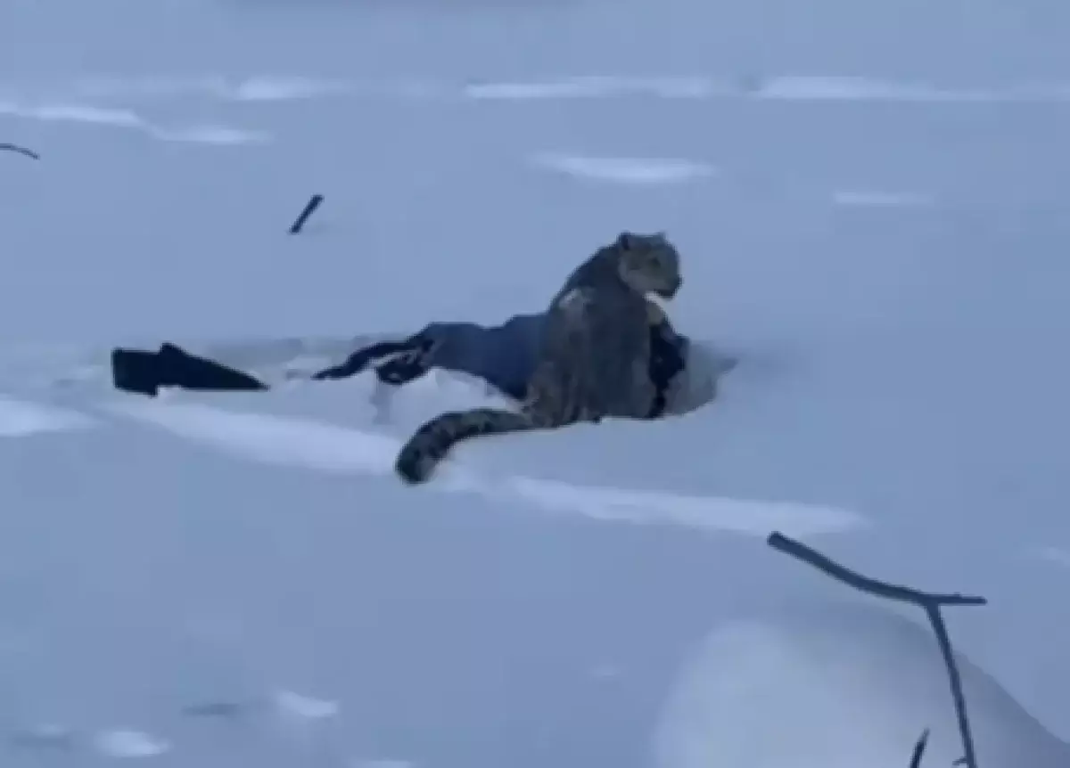 Снежный барс напал на туристку недалеко от Казахстана