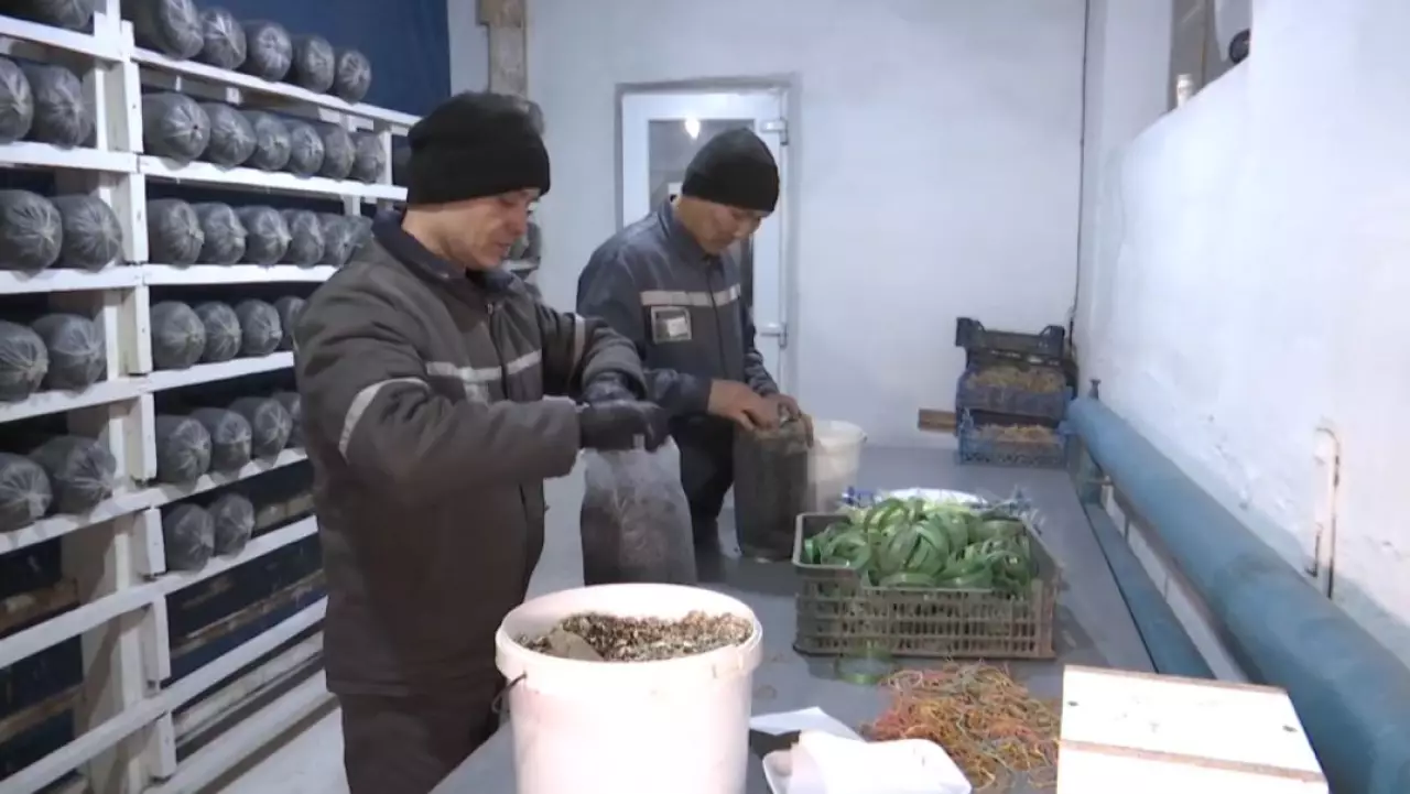 Осужденные в колониях получают рабочие профессии