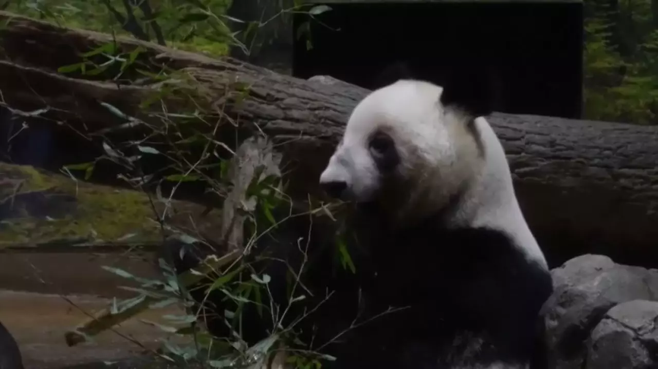 Япония вернёт Китаю двух последних панд