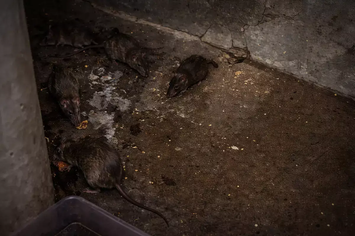 Опасные соседи: на нашествие крыс жалуются жители многоэтажки в Актау - новости на Lada.kz 25.01.2026