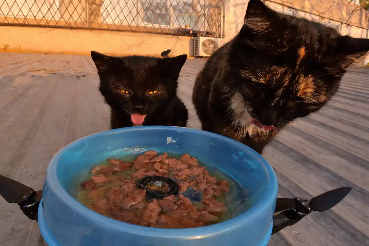 Дрон-доставщик для котов: видео из Актау стало вирусным за рубежом - новости на Lada.kz 25.01.2026