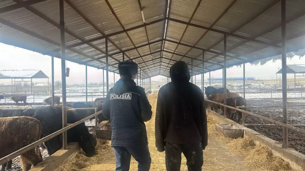 Жарық пен камераны өшіріп, малды айдап әкеткен: Шымкентте ірі ұрлық әшкере болды