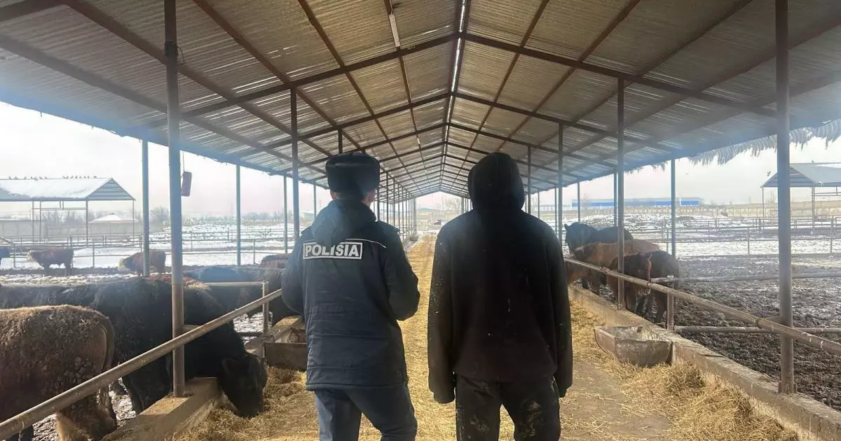  25 миллион теңге шығын: Шымкентте мал ұрлаған екі жұмысшы ұсталды 