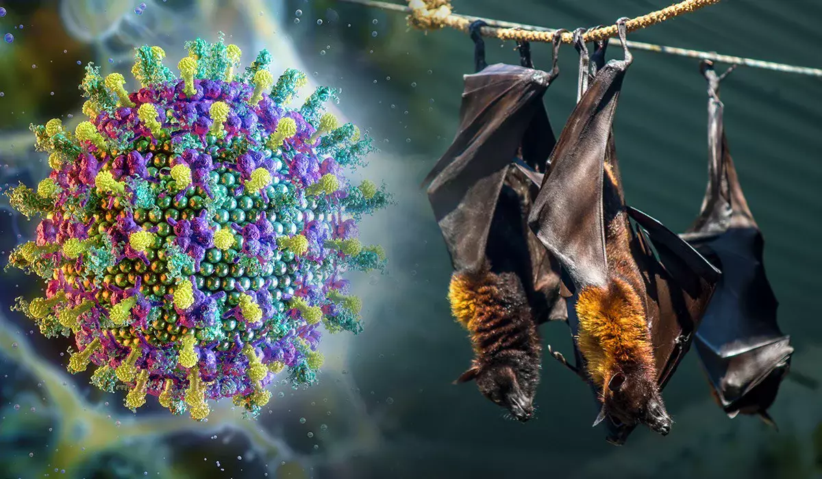 «Ол вирустан вакцина жоқ»: Қазақстан жарқанаттан жұғатын Нипах вирусына қатысты мәлімдеме таратты