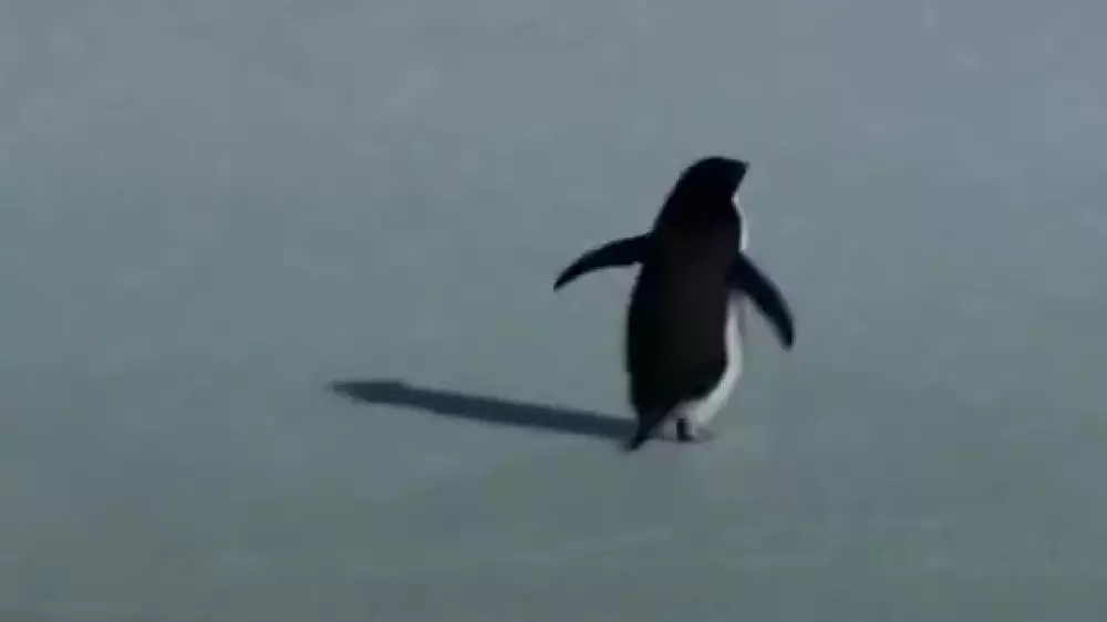 Пингвин-одиночка стал мемом спустя 20 лет