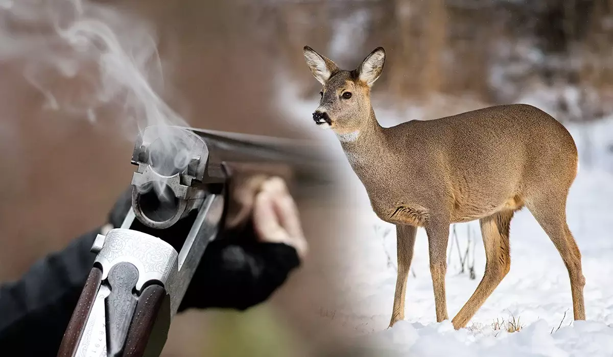 Көкшетауда үш елікті заңсыз атқан адам 6 жылға сотталып кетті